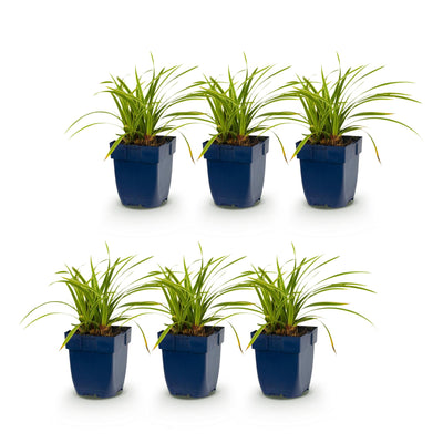 Green boutiQ - Grasses - Carex morrowii Ice Dance - Japanese Sedge - Evergreen - Cream-Green - 6 Plants - Pot 11cm - Height 15-25cm