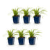 Green boutiQ - Grasses - Carex morrowii Ice Dance - Japanese Sedge - Evergreen - Cream-Green - 6 Plants - Pot 11cm - Height 15-25cm Bild 2