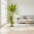 Dracaena Marginata Sunray Ø21cm - ↕100-110cm Bild 6