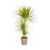 Dracaena Marginata Sunray Ø21cm - ↕100-110cm Bild 1