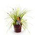 Carex oshimensis Everillo Ziergras - Gelb, Immergrün, Winterhart Bild 3
