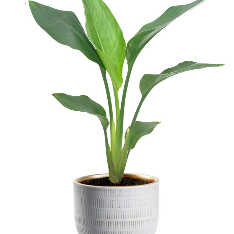 Strelitzia Reginea - Ø12cm - ↕40cm + Beau Pot D14x13cm - Weiß