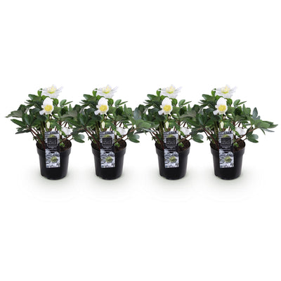 Weihnachtsrose 'Christmas Carol' - Helleborus niger - 4 Pflanzen