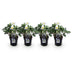 Weihnachtsrose 'Christmas Carol' - Helleborus niger - 4 Pflanzen Bild 2