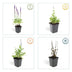 Salvia nem. 'Ostfriesland' (10-25cm), pack of 6, 9cm pot Bild 4