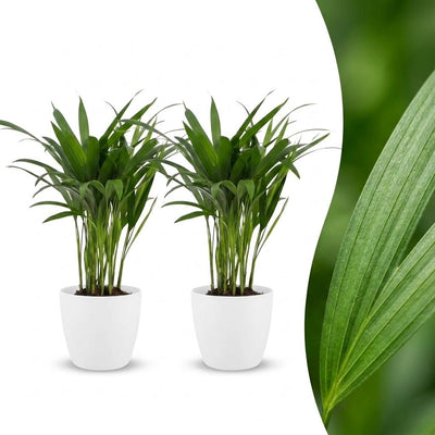 Green boutiQ - Areca Lutescens - Goldfruchtpalme - 2 Pflanzen - met Potter Wit - Pot 12cm - Hoogte - 45cm