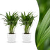 Green boutiQ - Areca Lutescens - Goldfruchtpalme - 2 Pflanzen - met Potter Wit - Pot 12cm - Hoogte - 45cm Bild 1