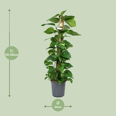 Scindapsus Epipremnum: Große Zimmerpflanze Ø24cm, ↕120cm, pflegeleicht