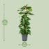 Scindapsus Epipremnum: Große Zimmerpflanze Ø24cm, ↕120cm, pflegeleicht Bild 2