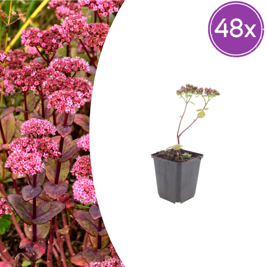 48x Sedum 'Matrona' - ↕10-25cm - Ø9cm