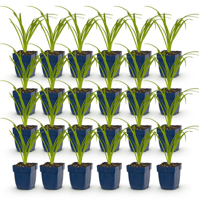 Green boutiQ - Perennial - Hemerocallis Arctic Snow - Daylily - Bee and Butterfly Attractors - Cream - 24 Plants - Pot 11cm - Height 15-25cm