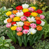120x Tulipa Double Mix - Gefüllte Tulpenzwiebeln für den Frühling Bild 2