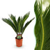 Green boutiQ - Zimmerpflanze - Cycas revoluta - Palmfarn - Wenig Pflege - Grün - 1 - Topf 17cm - Höhe 70cm Bild 1