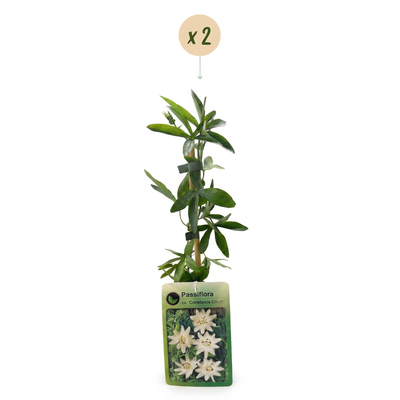 2x Passionsblume 'Constance Elliott' - Weiße Kletterpflanze - Ø9cm