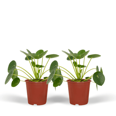 2x Pilea Peperomioides (Pfannkuchenpflanze) - 20cm Topf