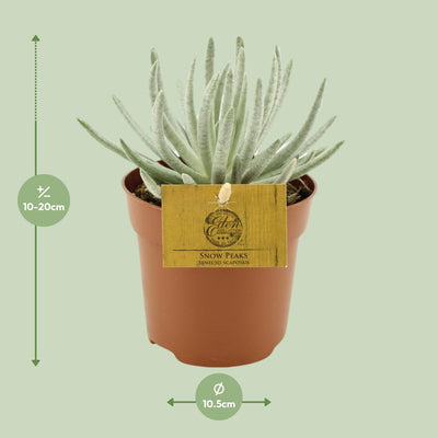 Senecio Scaposus Pflanze im 10,5cm Topf, ca. 15cm hoch