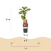 Green boutiQ Thornless Loganberry - 2 Plants - Fruity Delight Bild 3