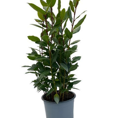 Laurus Nobilis (Lorbeer) auf Stamm, Ø14cm, ↕35cm