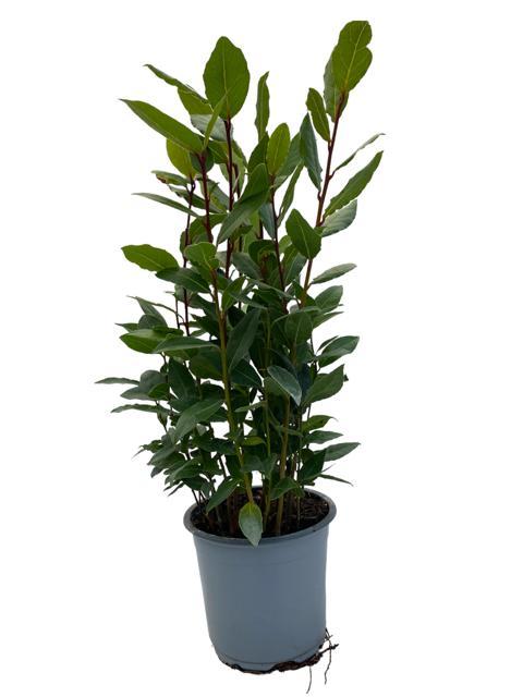 Laurus Nobilis (Lorbeer) auf Stamm, Ø14cm, ↕35cm