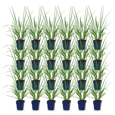 Green boutiQ - Gräser - Pennisetum alop. Black Beauty - Lampenputzergras - Mit Blüte - Grün - 24 Pflanzen - Topf 11cm - Höhe 15-25cm