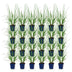 Green boutiQ - Gräser - Pennisetum alop. Black Beauty - Lampenputzergras - Mit Blüte - Grün - 24 Pflanzen - Topf 11cm - Höhe 15-25cm Bild 2