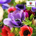 Anemonen Knollen (30 Stück) – Leuchtende Farben, Lange Blütezeit Bild 3