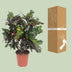 Codiaeum Magnificent (Croton) - Ø27cm - ↕110cm - Tropische Schönheit für Ihr Zuhause Bild 4