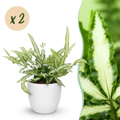 Green boutiQ Pteris cretica Albolineata Schwertfarn, 2 Pflanzen