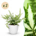 Green boutiQ Pteris cretica Albolineata Schwertfarn, 2 Pflanzen Bild 1