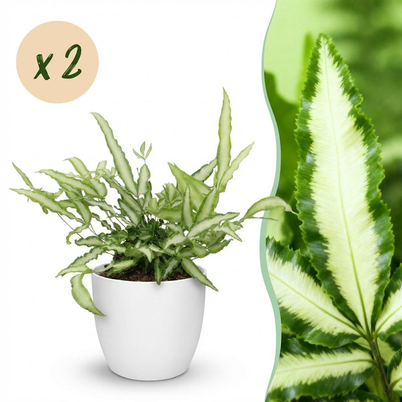 Green boutiQ Pteris cretica Albolineata Schwertfarn, 2 Pflanzen