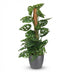 Monstera Adansonii Monkey Mask, 90cm, Moosstab, Grau Topf Bild 2