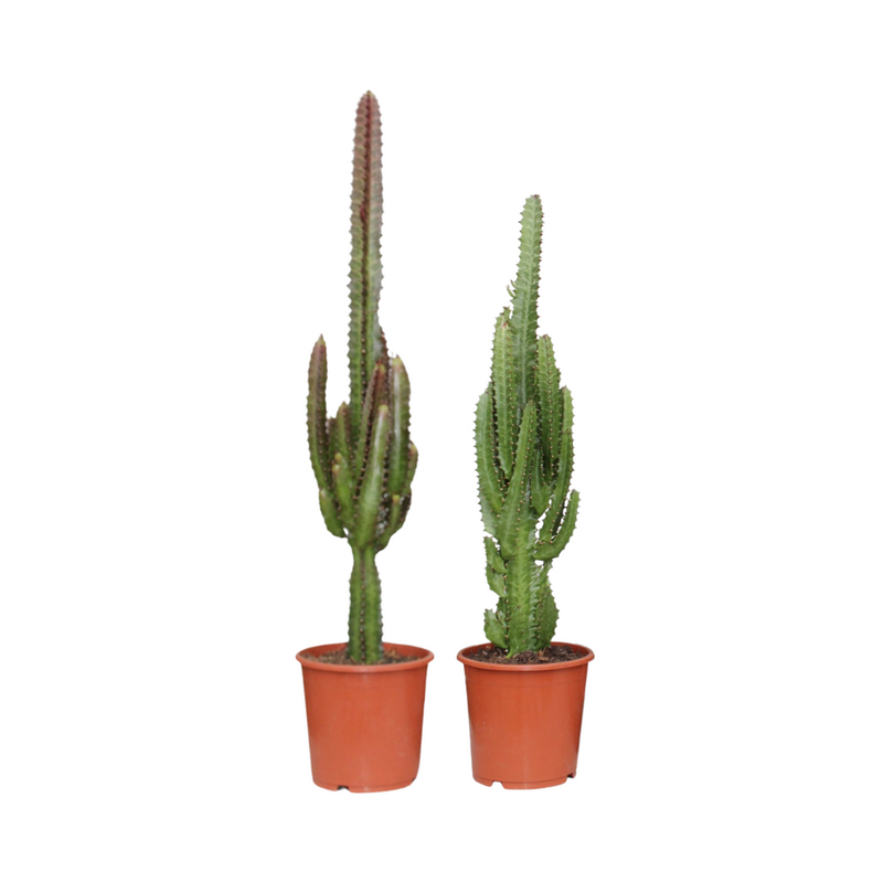 Euphorbia Grün/Rot-Duo: 2 Pflanzen, Ø17cm, ↕75cm