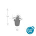 24x Luzula nivea (Schneegarben) - 10-25cm hoch, Ø9cm Topf Bild 3