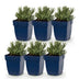 Green boutiQ - Stauden - Lavandula Tricolour - Lavendel - Duftend - Blau - Rosa - Weiß - 6 Pflanzen - Topf 11 cm - Höhe 15-25 cm Bild 2