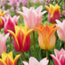 24x Tulipa Ballade Mix - Frühblüher Zwiebeln, Größe 11/12 Bild 1
