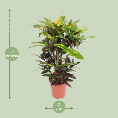 Codiaeum Mango (Croton) - Ø27cm - ↕110cm