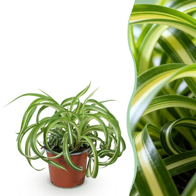 Chlorophytum comosum Bonnie: Lockige Graslilie, haustierfreundlich