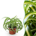 Chlorophytum comosum Bonnie: Lockige Graslilie, haustierfreundlich Bild 1