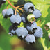 Blueberry plant 'Bluecrop' - 2x Vaccinium corymbosum, winter-hardy Bild 5
