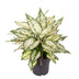 Aglaonema White Kiwi - Large Houseplant, Easy Care, Ø19cm Bild 1