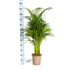 Dypsis Areca Lutescens (Goldpalme) Ø21cm, 100-120cm Bild 2