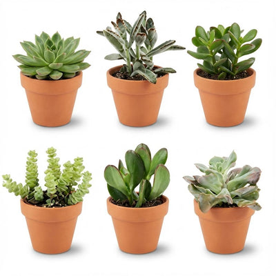 Mini Sukkulenten Mix: 6er Set im Terrakotta-Topf (Ø 8,1 cm)