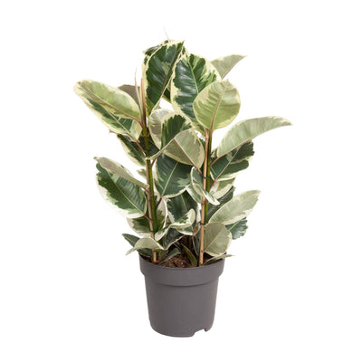 Ficus Elastica Tineke Gummibaum, Ø27cm, ↕100cm, Mehrfarbig