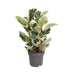 Ficus Elastica Tineke Gummibaum, Ø27cm, ↕100cm, Mehrfarbig Bild 1