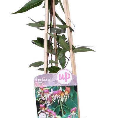 3x Lonicera Henryi 'Copper Beauty' Kletterpflanze - 65cm
