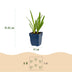Green boutiQ - Perennial - Agapanthus africanus - African Lily - Bee and Butterfly Attractors - Blue - 3 Plants - Pot 11cm - Height 15-25cm Bild 3
