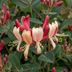 4x Lonicera per. 'Serotina' Heckenkirsche Lila-Gelb Kletterpflanze Ø9cm Bild 3