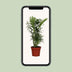 Chamaedorea Elegans Zwergbergpalme Ø12cm, 40cm hoch Bild 5