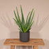 Aloe Vera Zimmerpflanze 40 cm - Pflegeleicht & Dekorativ Bild 5