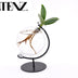 Clusia Hydroponik-Pflanze im Glas Ø5cm - ↕10cm Bild 2